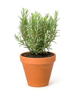Rosemary in a clay pot