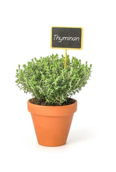 Thyme in a clay pot with plant plug