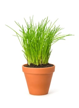 Chives in clay pot