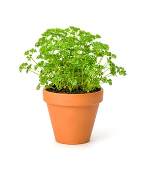 Parsley in clay pot