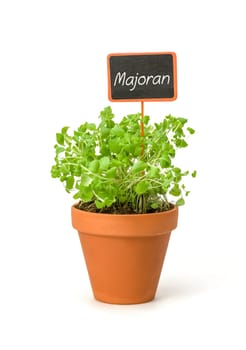 Marjoram in a clay pot with plant plug