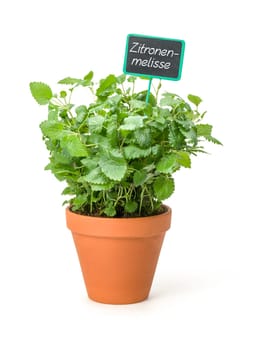 Lemon balm in a clay pot with plant plug