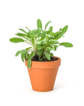 Sage in a clay pot