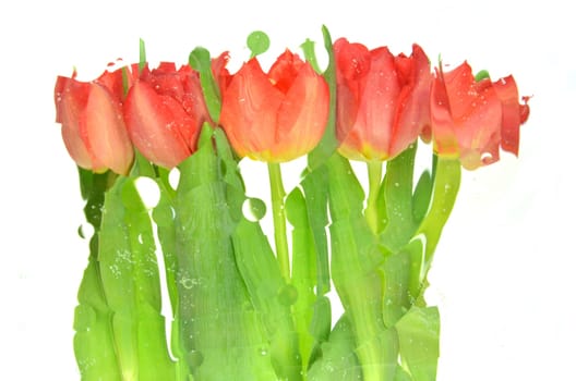 Blurred red tulips isolated on white background