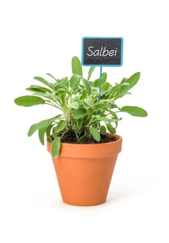 Sage in a clay pot with plant plug