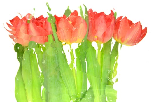 Blurred red tulips isolated on white background
