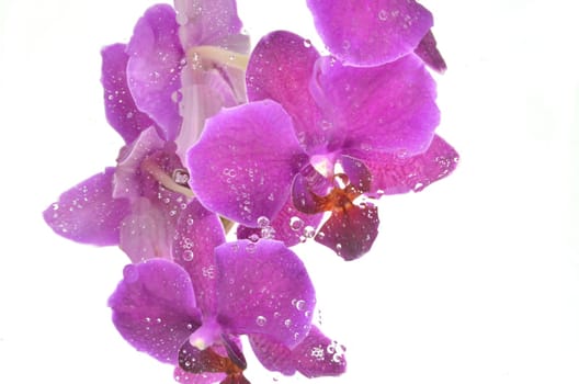 Blurred pink orchids isolated on white background