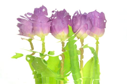 Blurred violet tulips isolated on white background