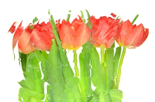 Blurred red tulips isolated on white background