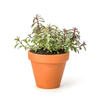 Savory in a clay pot