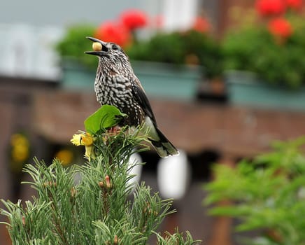 Nutcracker with nuts