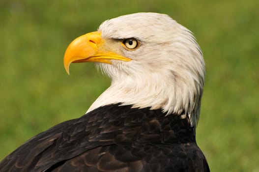 The bald eagle