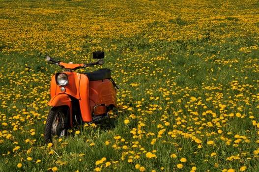 On the dandelion meadow