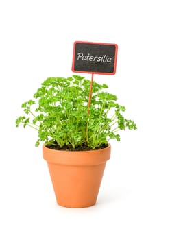 Parsley in a clay pot with plant plug