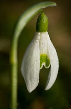 Snowdrop