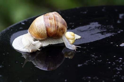 Vineyard snail with snails