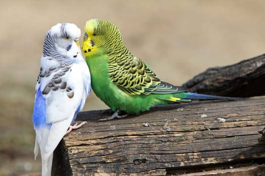 Two cuddling budgies