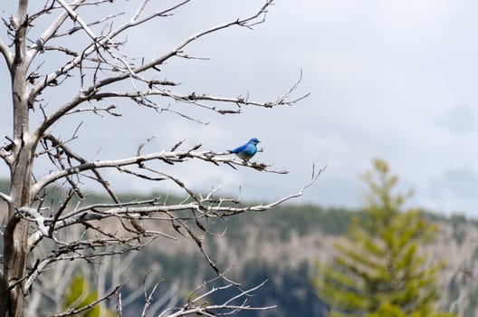 Mountain Bluebird at Mammoth Hot Springs in Yellowstone National Park in Wyoming in the United States of America