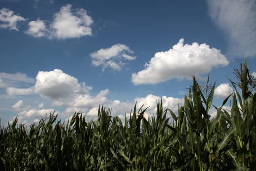 Corn field with cloudy sky