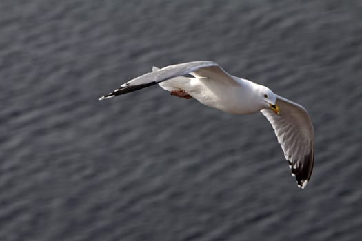 Flying herring gull