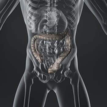 An Illustration of a man's anatomy showing the large intestine in an x-ray style.