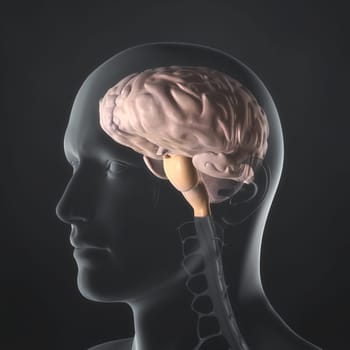 An Illustration of a man's anatomy showing the brain in an x-ray style.