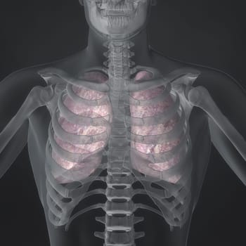 An Illustration of a man's anatomy showing the lungs in an x-ray style.