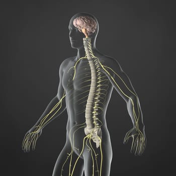 An Illustration of a man's anatomy showing the sympathetic nervous system in an x-ray style.