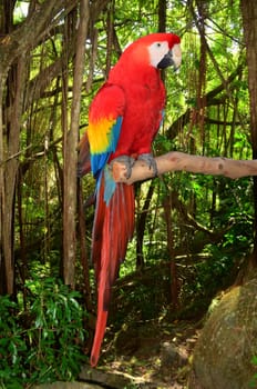 A photo of a macaw parrot perched in a branch in the tropical jungle.
