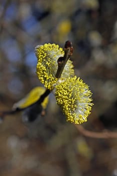 Willow catkin