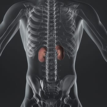 An Illustration of a man's anatomy showing the adrenal glands in an x-ray style.