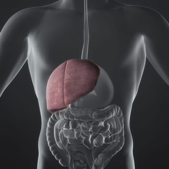 An Illustration of a man's anatomy showing the liver in an x-ray style.