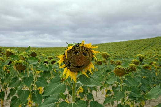 Sunflowers smile in spanish countryside