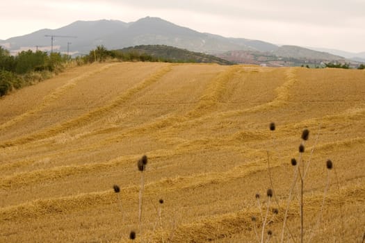 View of the Spanish countryside in the summer