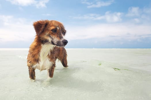 Dog at Grand Anse - Seychelles