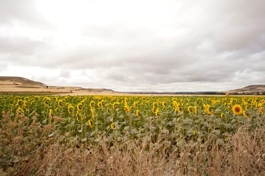 A lot of Sunflowers in spanish countryside