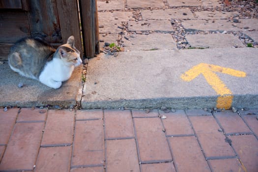 A cat next to the door and yellow arrow painted on the road
