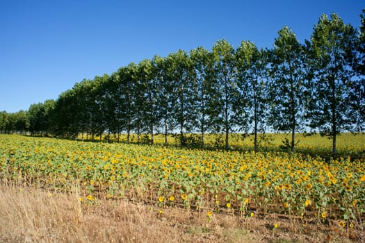 Sunflowers on the blue sky