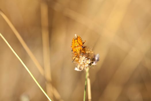 Insect on dried flower, spanish countryside