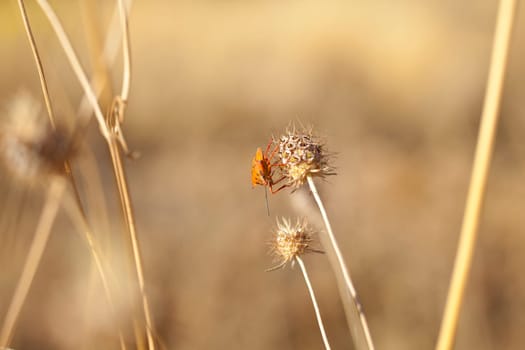 Insect on dried flower, spanish countryside