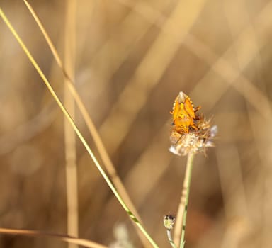 Insect on dried flower, spanish countryside