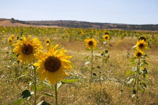 A lot of Sunflowers in spanish countryside