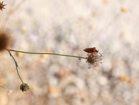 Insect on dried flower, spanish countryside