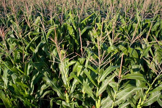 Corn field in the spanish countryside