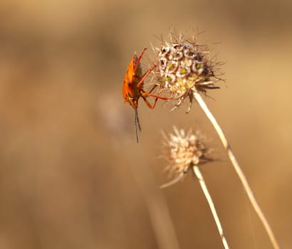 Insect on dried flower, spanish countryside