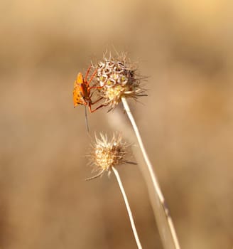 Insect on dried flower, spanish countryside
