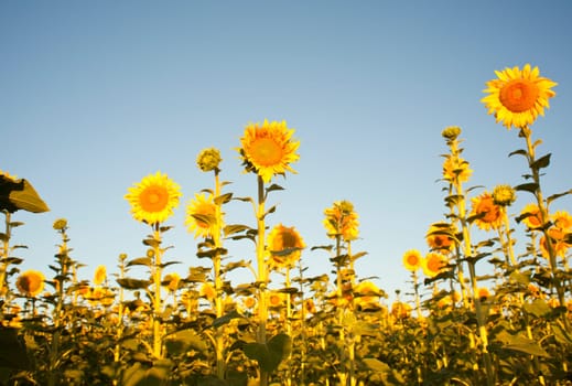 Sunflowers on the blue sky