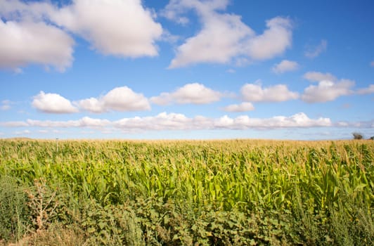 View of Cornfield in the spanish countryside
