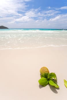 Coconut on the Seychelles beach