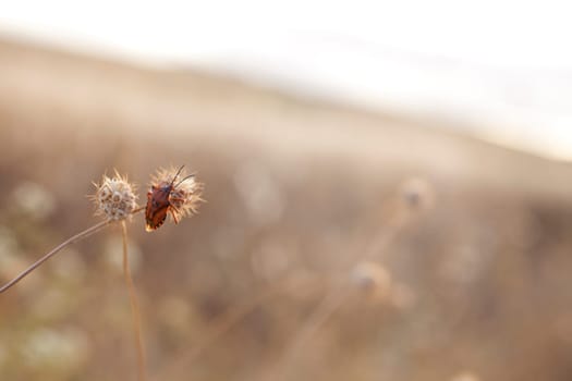 Photo of Insect on dried flower